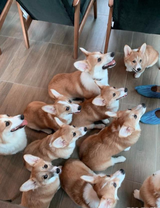 女老板因养了12只柯基犬在咖啡馆，而爆红网络，游客纷纷前来！