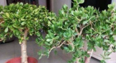 它就是“养花万能水”，比淘米水、啤酒水强10倍，植物吸收超级快