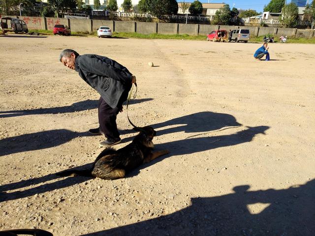 老人狗市出售正宗昆明犬，要价3000元，商贩“想钱想疯了！”