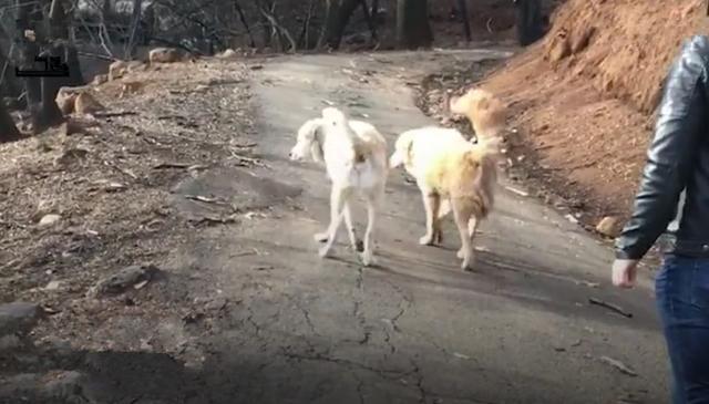 狗狗火灾中艰难逃生，在废墟中等待主人月余，终于在家门口相逢！