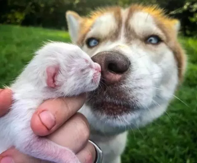 二哈叼回一只小猫，主人以为它又犯二了，可它却拯救了7个小生命