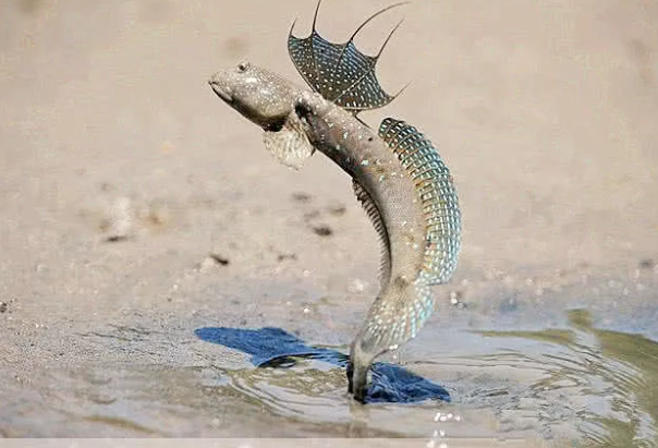 它们进化3亿年，只为了能爬上岸，当梦想实现时，却遇到广东人？