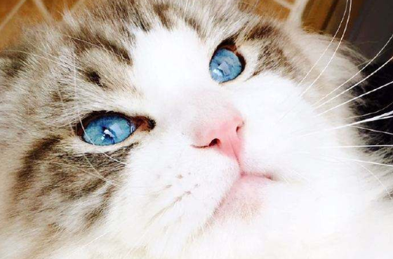 为什么有人会怕猫？