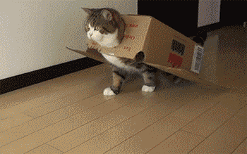 猫咪最讨厌什么？哪些事情是不能对猫咪做的呢？