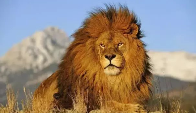 世界上最凶猛最珍贵动物, 全球不到120只, 中国没有1只