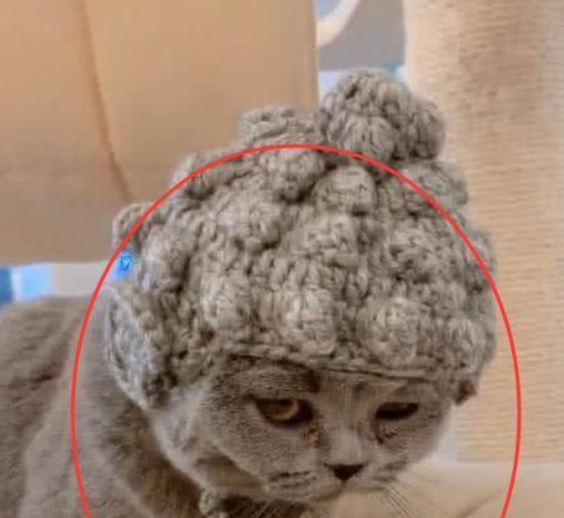 老人给猫咪织了一顶“如来帽”，当猫咪戴上帽子后，全家人都膜拜了！