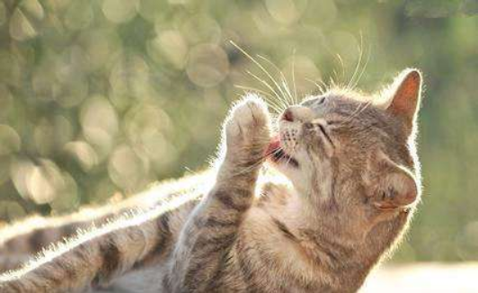 辟谣：猫咪舔毛只是为了清洁身体？不，还有这4点隐藏在其背后
