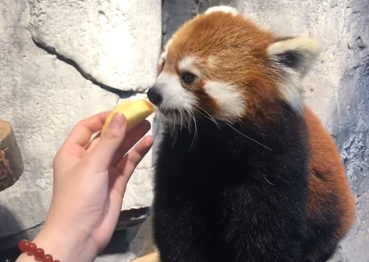 奶妈偷摸小熊猫，小家伙轻轻推开：我能吃你的苹果，但你不能摸我