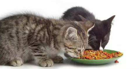 猫咪夏天意外死亡手册