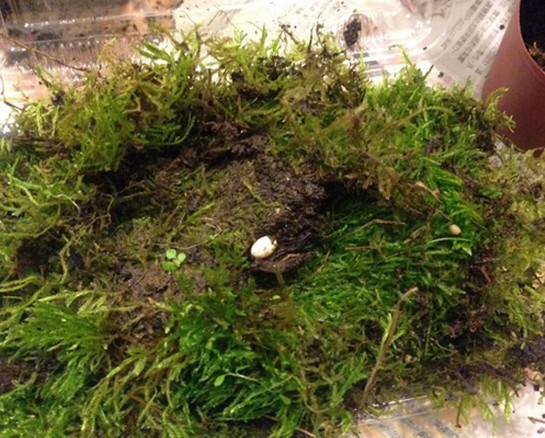 女子在草皮里面发现一个超小的蛋，孵化后让她大吃一惊！