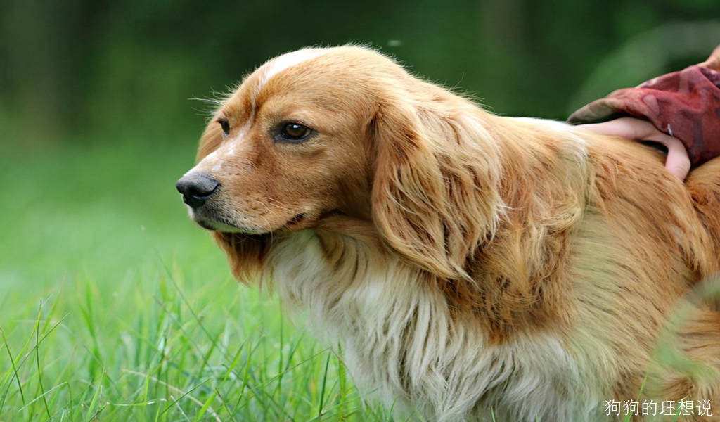 狗狗非常喜欢的十种水果和蔬菜