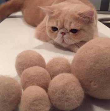 猫咪掉毛量太大，铲屎官给收集起来，做成毛球还做成“帽子”