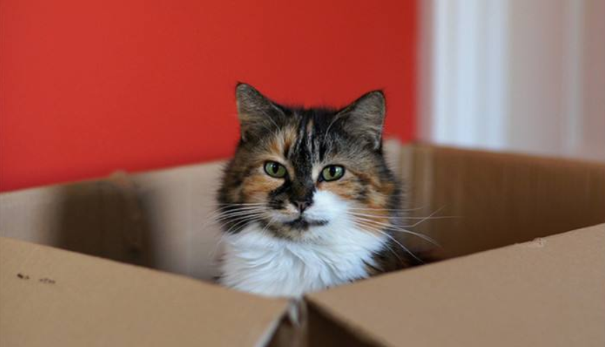 猫聪明？还是狗聪明？根据这 3点你也可以来判断