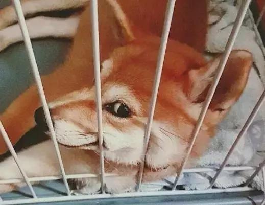 小柴隔着笼子用尿滋地板，铲屎官看到气哭了