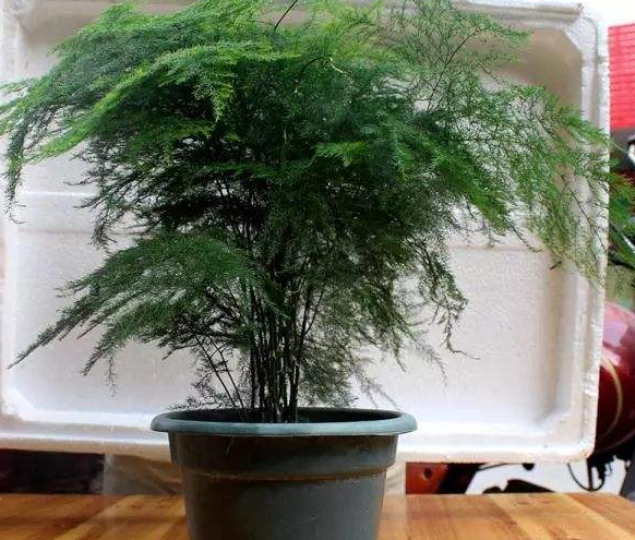 客厅电视柜适合养什么植物？老花农都推荐它们，防辐射还能养眼