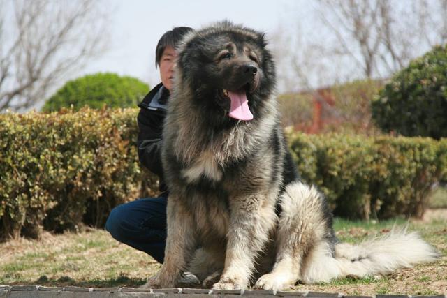 铲屎官的梦想，世界上最高大威猛的狗狗，征服你的少女心