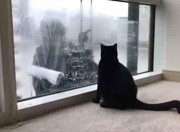 猫咪发现窗外有人在擦玻璃，当时搞笑的事情就发生了，太可爱了！