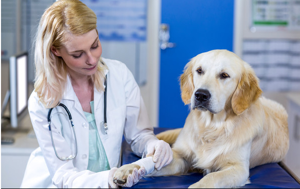 如果你能真正的做好这几件事，那你才能说你是真的爱你的狗狗！