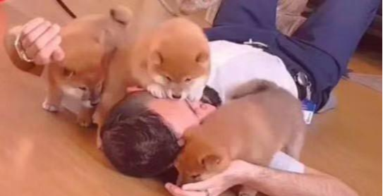 主人假装晕倒测试狗狗反应，二哈操作清奇，网友：这狗还活着吗？