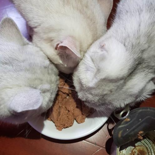 猫粮、猫罐头、主粮猫罐头，傻傻分不清楚？还在把干猫粮作为猫咪的主粮来喂吗？现在有了更好的选择