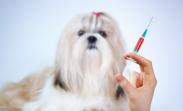 犬疫苗种类有哪些? 该怎么接种犬疫苗？
