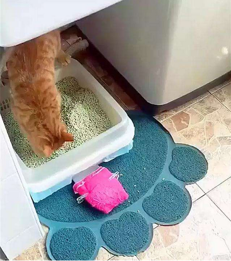 夏天到了，又到了人猫共患病的高峰期，如何提前预防？