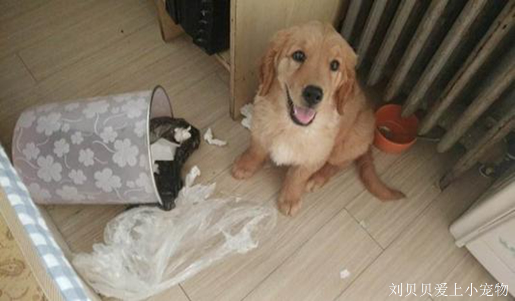 我家的宠物是在报复我吗？打翻垃圾桶还乱尿