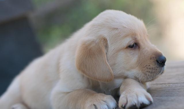 新狗狗到家晚上一直叫，可能是这5个原因！