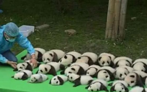 一窝熊猫院里晒太阳补钙，看见最后一只时呆住了：晒没墨了？