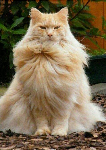 每天吸猫PK偶尔呼吸PM2.5超标的空气，哪个对肺危害更大？