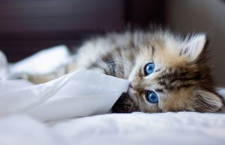 你的猫喜欢镜子吗？