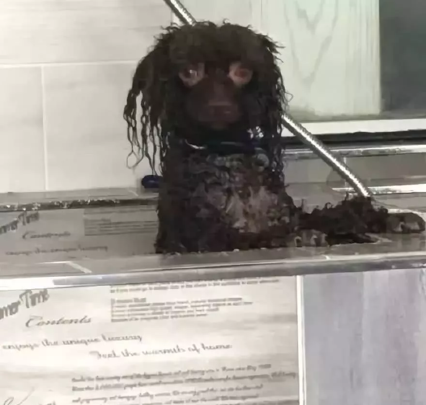 网上举办了一届“最丑狗狗大赛”，千万别看，看就是辣眼睛！