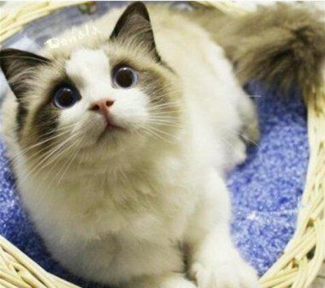 猫中的“小仙女”——布偶猫，我不只是贵，还拥有如狗般热情！