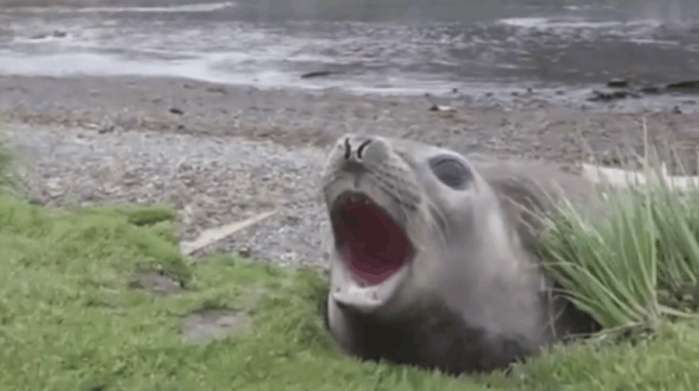 男子河边散步遇到20公斤大老鼠，靠近细看后扭头就跑