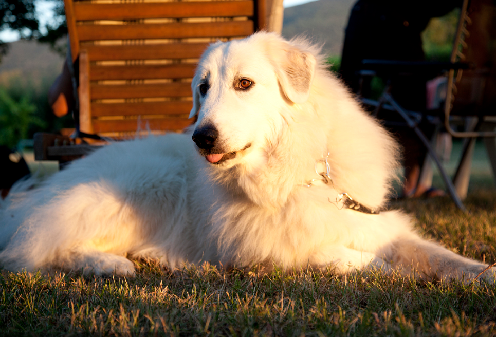 大比利牛斯山脉犬以其大尺寸，模糊的外套和忠诚的风度而闻名
