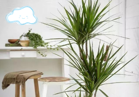 为什么别人家的千年木都那么好看，你家的就不是？这几点你做到了吗