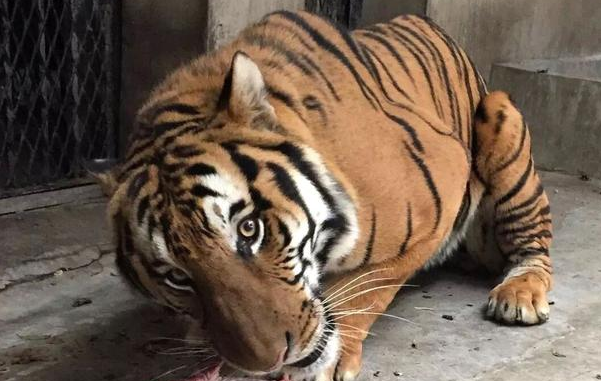 为什么只有大型犬而没有大型猫，其实人类应该庆幸这一点