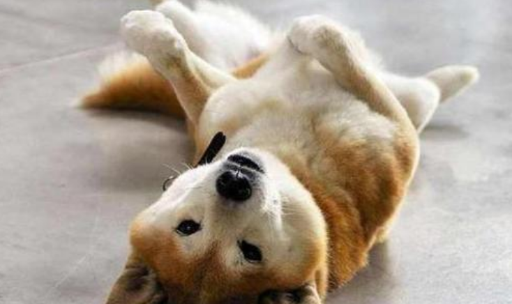 狗狗陪伴主人25年，如今年老走路不便，温馨陪伴让无数人感动