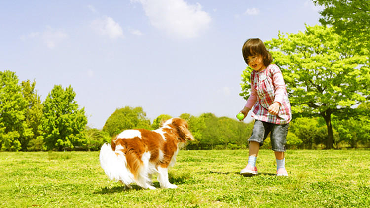 孩子提议养狗，作为家长你会怎么办