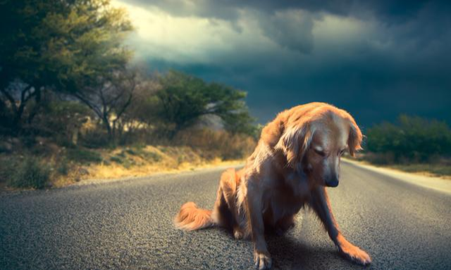 遛狗系不系牵引绳无所谓！反正牵引绳一点都不重要！