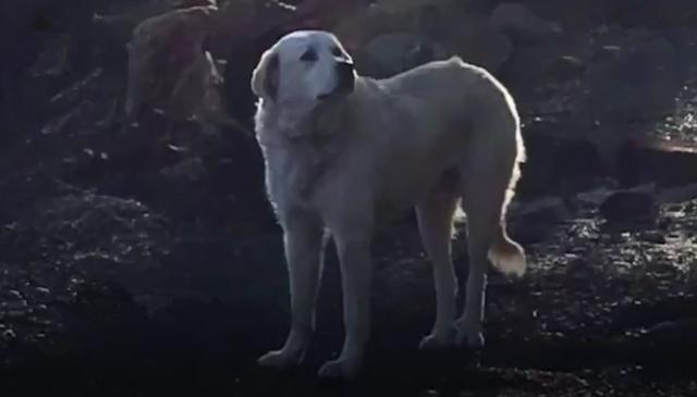 狗狗火灾中艰难逃生，在废墟中等待主人月余，终于在家门口相逢！