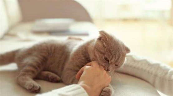 如何提高养猫幸福感——从改正猫咪这3种不良习惯开始