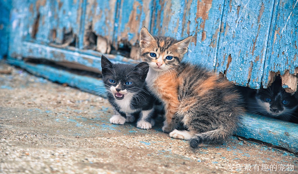 如何判定你是否有宠物痴迷的病态或者是行为问题