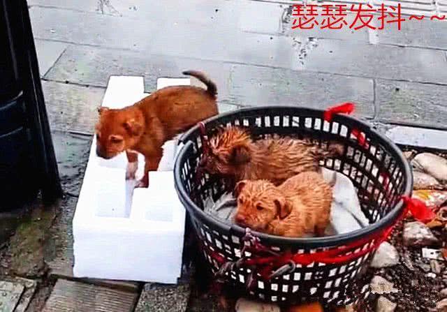 3只奶狗被扔路边遭雨淋，路人纷纷无动于衷，直到外卖小哥出现