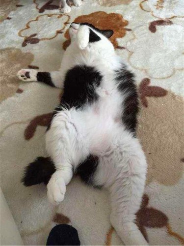 喵星人做错事躺地上装死，主人一句话，猫咪一下睁开眼睛