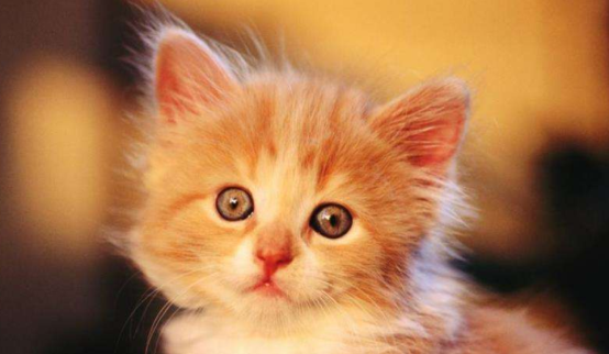 每天吸猫PK偶尔呼吸PM2.5超标的空气，哪个对肺危害更大？