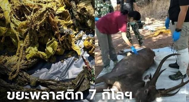 泰国难府国家公园死亡野鹿体内发现7公斤垃圾