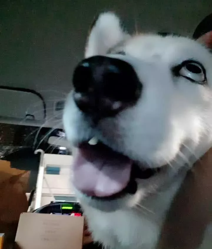 混血二哈游泳时突然死机，主人吓了一跳：你…还活着吗？