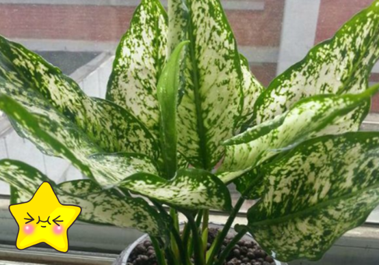 家里不需要买净化器，放盆银皇后，效果会更好