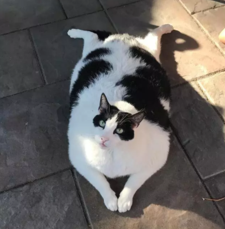 母猫生完孩子，猫爸第一时间贴心的搂着母猫，猫崽全被挤到一旁